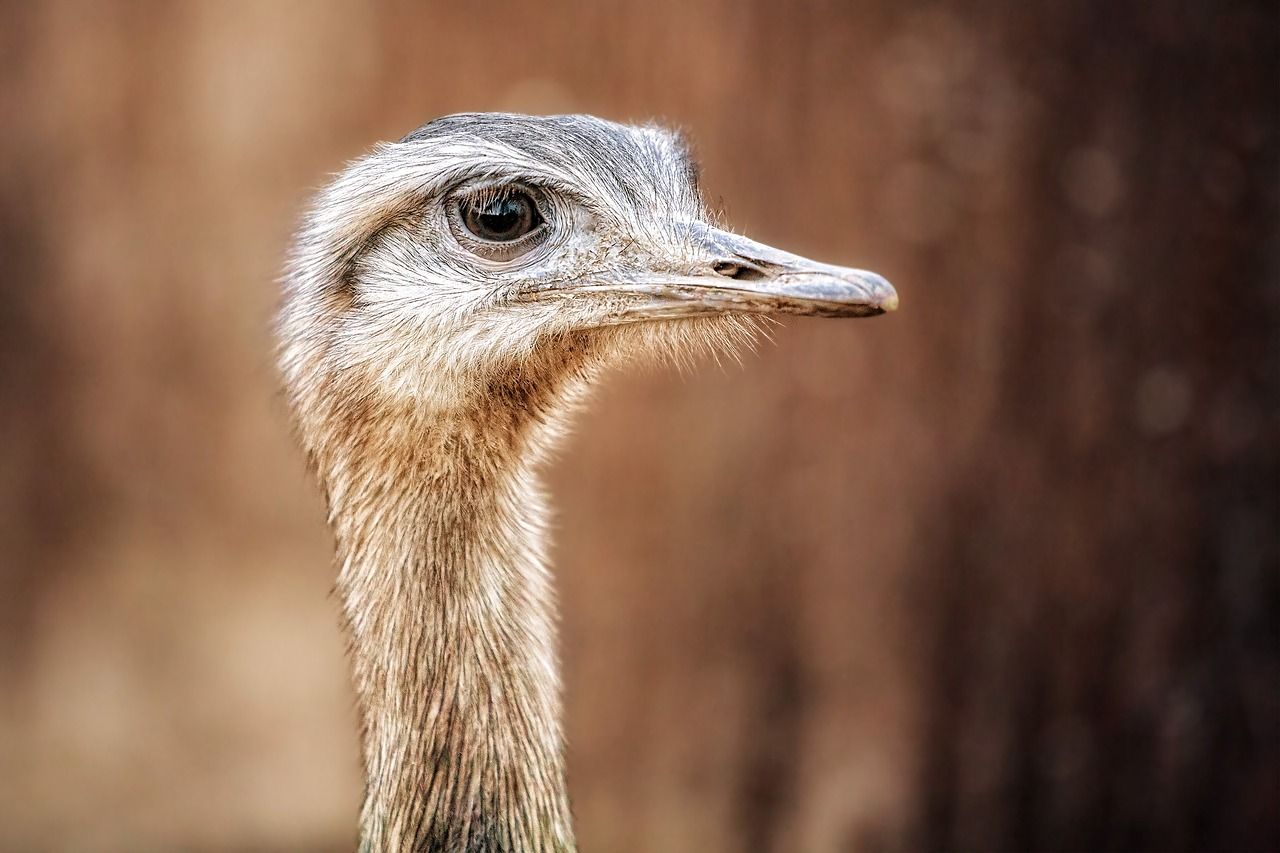 Banish Ostriches from your development lifecycle